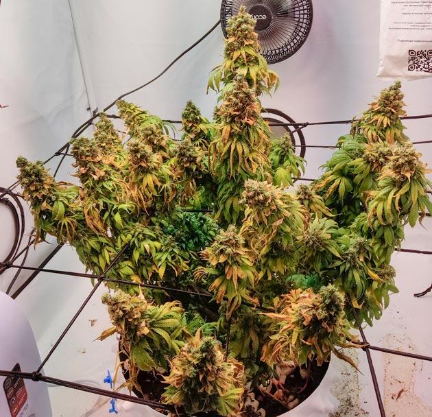 Ожидание харвеста Куст Cream Caramel CBD на последней неделе
