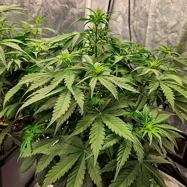 Подготовка к цветению Gorilla Punch Auto Изменения в уходе за Gorilla Punch Auto
