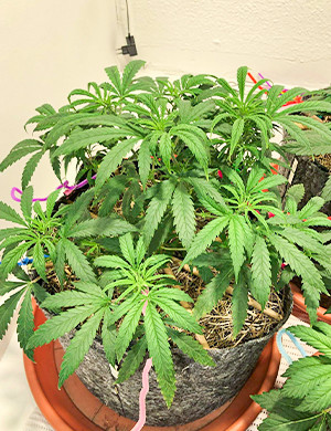 Куст размером 26 см