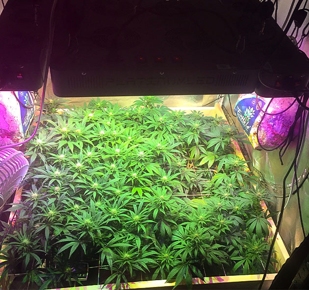 Sapphire OG: печальная картина после отпуска