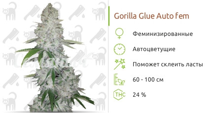 Gorilla Glue Auto от FastBuds