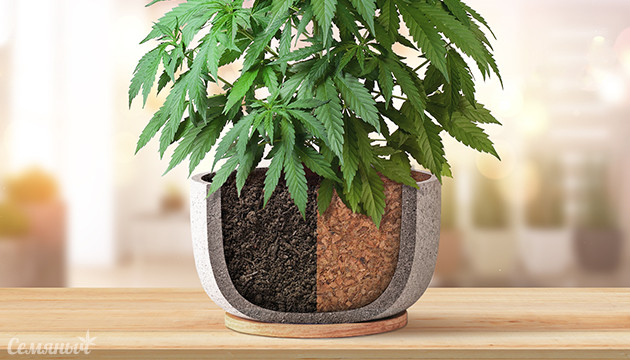 Грунт или субстрат – что лучше для марихуаны?