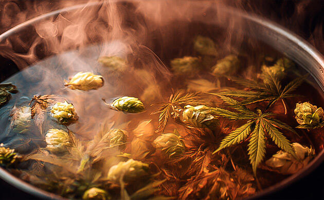 Технологии производства конопляного пива Крафтовое пиво с коноплей на этапе ферментации