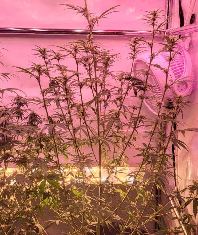 Куст Grand Gorilla Purple Auto на фазе цветения