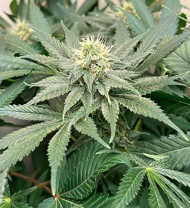 Запах конопли и трихомы на шишках Куст Mac n’ Jack R1 от Ethos Genetics на 9 неделе