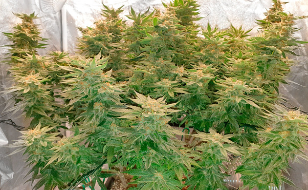 Куст перед сбором урожая