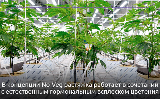 Магия в растяжке