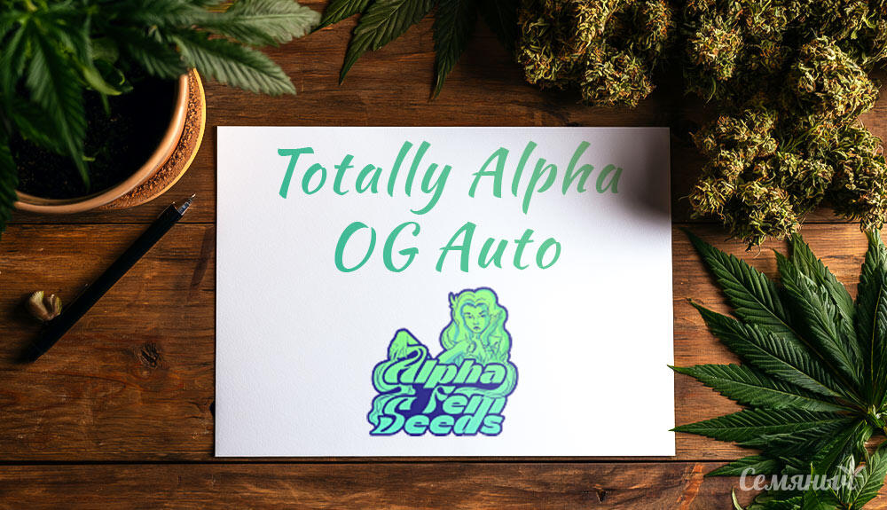 Гроурепорт сорта Totally Alpha OG Auto fem от AlphaFem Seeds