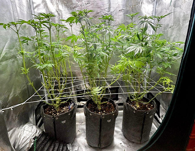 Кусты RS11 x Banana OG на фазе цветения