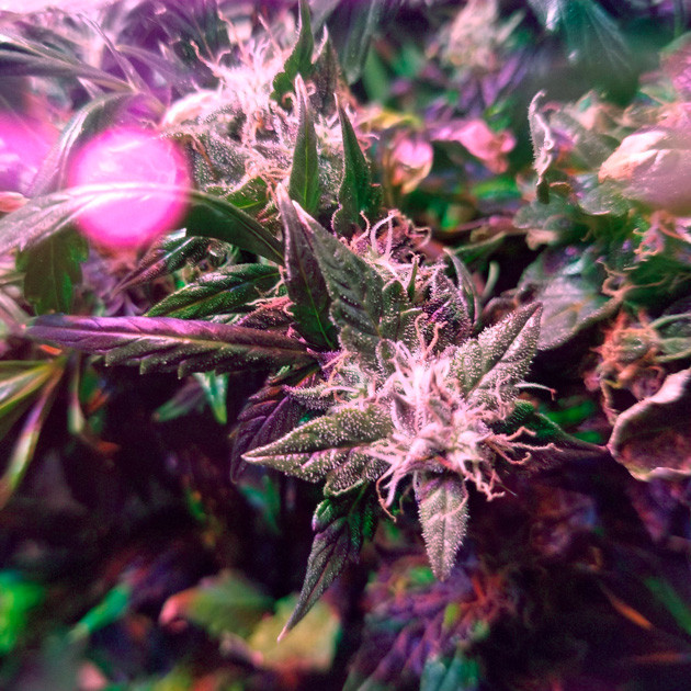 Харвест конопли Шишка Big Bang Auto