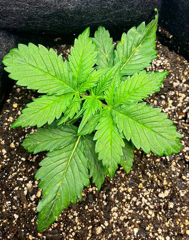 2 неделя выращивания Bruce Banner #3 Auto