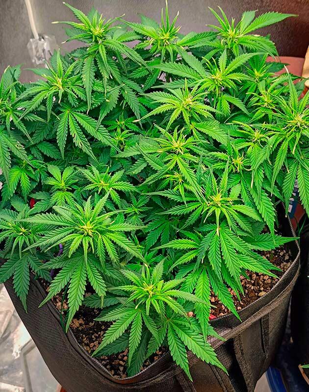 Стабильное развитие и удобрения для конопли Куст Crystal WW Autoflower от Easy Grow Seeds на 7 неделе