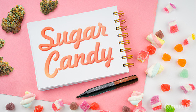 Гроурепорт сорта марихуаны Sugar Candy