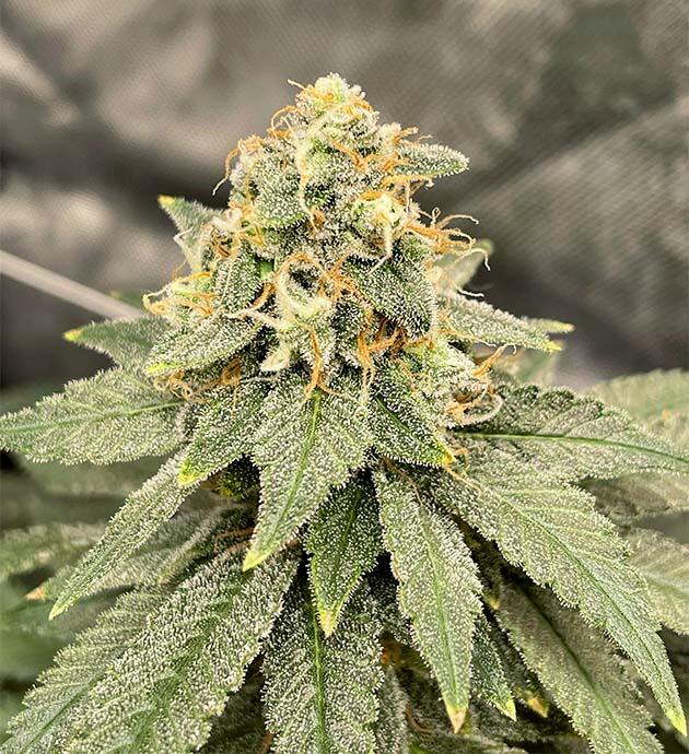 Снижение дозировки удобрений Куст Blueberry OG от Barney's Farm на 14 неделе