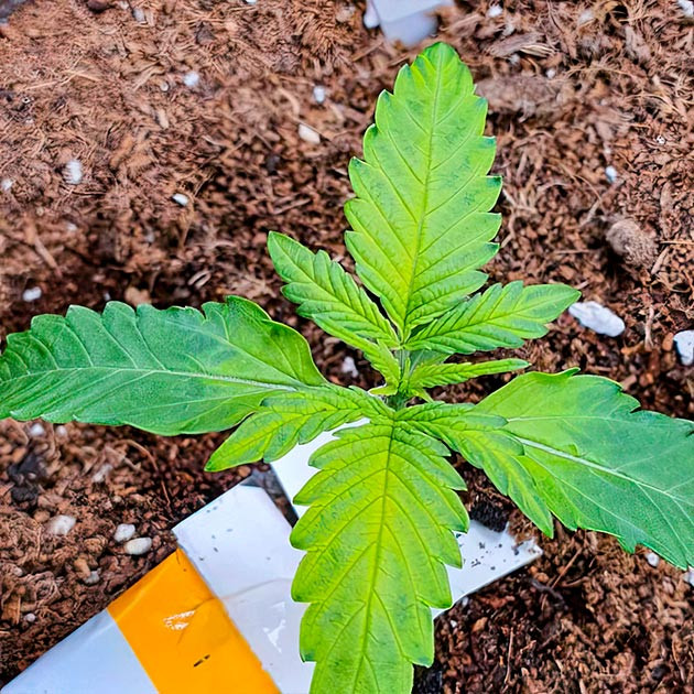 Росток Keep Frosted Guava Auto на 2 неделе выращивания