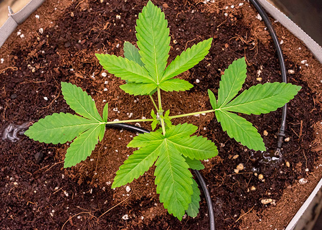 Куст конопли после FIM-обрезки