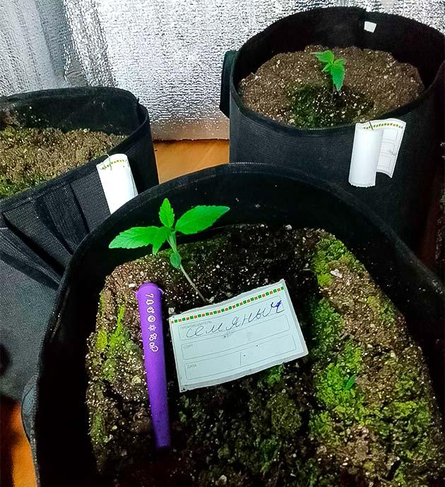 Росток Sexy Cinderella Auto ростом 6 см