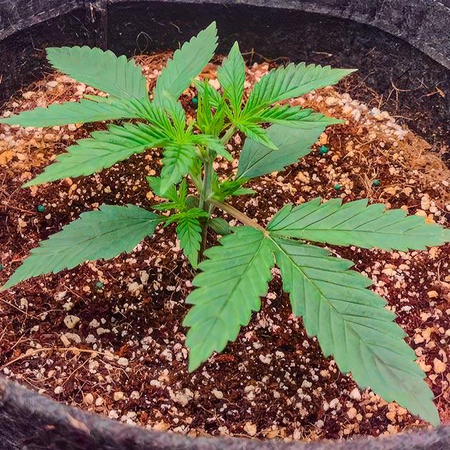 Стабильный рост и точечная коррекция кальция Автоцветущая конопля Z-Up Auto без признаков дефицита питания