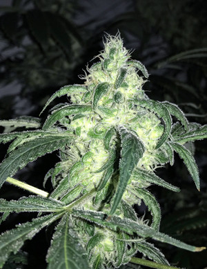 Шишка Bruce Banner #3