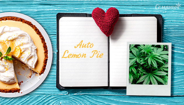 Выращивание сорта Lemon Pie Auto от сидбанка FastBuds Гроурепорт сорта Lemon Pie Auto от сидбанка FastBuds