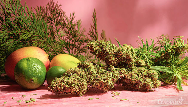 Как оцимен и гвайол влияют на организм и их медицинский потенциал Терпены конопли оцимен и гвайол