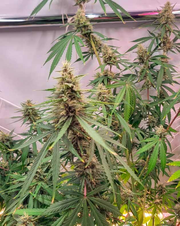 10 неделя развития Grand Gorilla Purple Auto