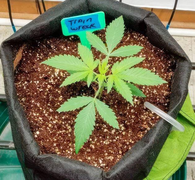 Растишка Trainwreck Fast Version на 2 неделе развития