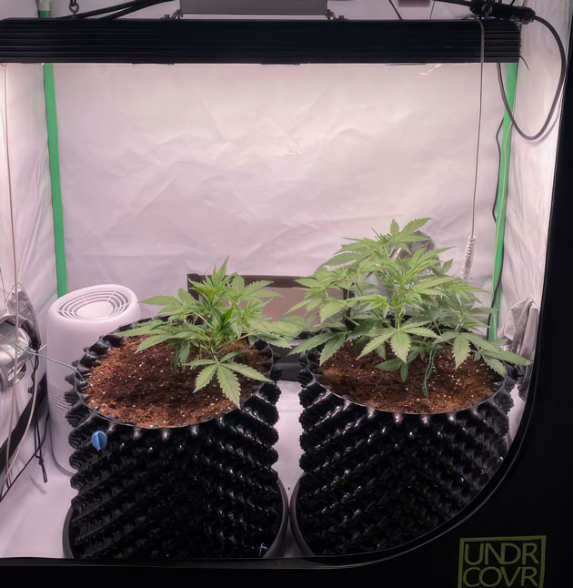 Активный рост и выполнение LST Кусты Apricot Auto от FastBuds на 3 неделе