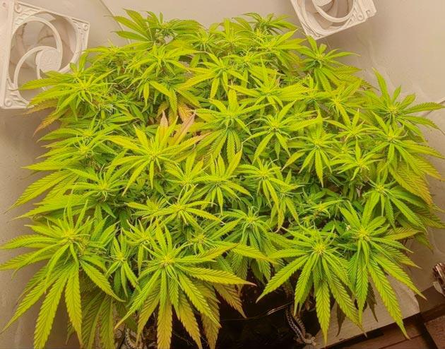 Куст Godfather OG Auto на 6 неделе выращивания