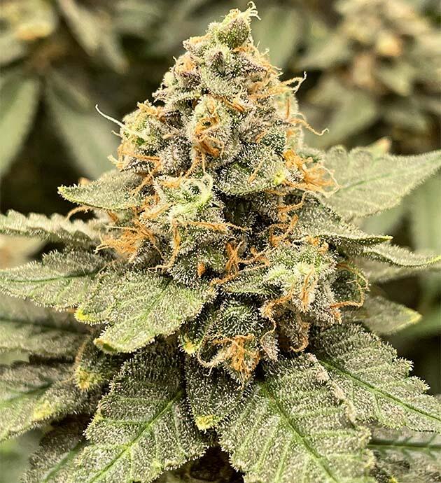 Подготовка к харвесту Куст Blueberry OG на последней неделе выращивания