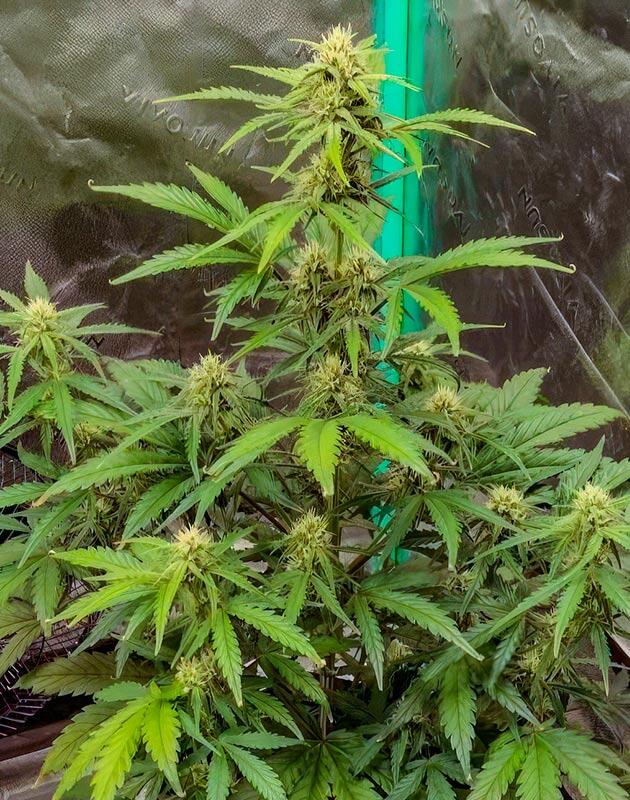 Стабильное цветение без признаков стресса Каннабис Z-Up Auto выше 70 см с плотными ароматными шишками