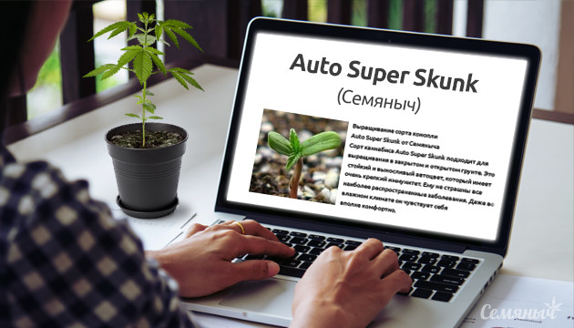 Выращивание сорта марихуаны Super Skunk Auto