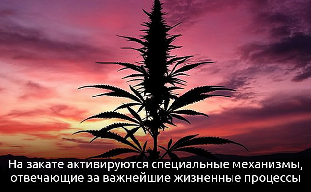 Подготовка к новому дню активного роста каннабиса