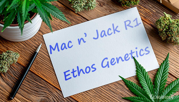 Выращивание сорта марихуаны Mac n’ Jack R1 от Ethos Genetics Гроурепорт сорта Mac n’ Jack R1 от Ethos Genetics