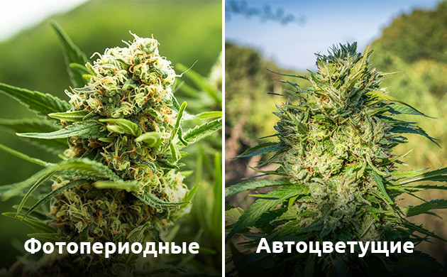 Не зацветает фотопериодный или автоцветущий сорт Особенности задержки цветения у авто/фото сортов