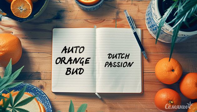 Гроурепорт по выращиванию сорта Auto Orange Bud