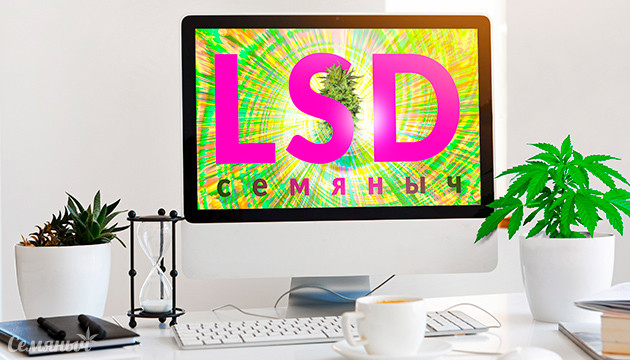 Гроурепорт по выращиванию сорта LSD Выращивание сорта конопли LSD в кокосе