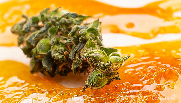 Что такое конопляная смола и что из нее делают Что такое конопляная смола и что из нее делают