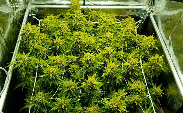 Куст конопли с большими шишками