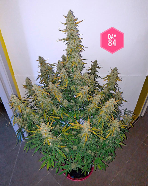 Куст на 84 день выращивания Пожелтение листьев у соцветий конопли