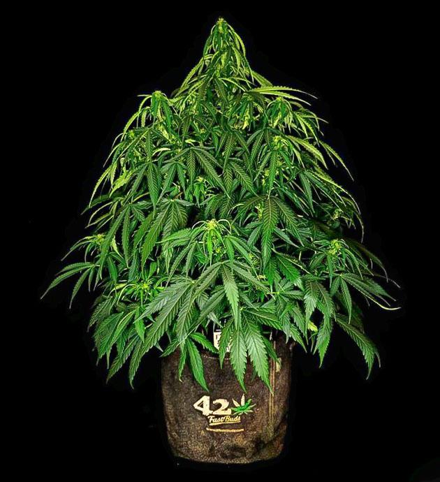 Удобрения и полив конопли Куст Z-Up Auto от FastBuds ростом 62 см