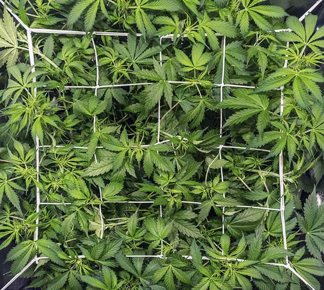 SCROG сетка на конопле