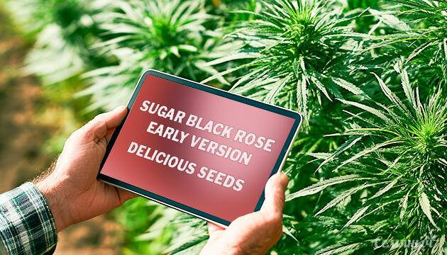 Гроурепорт сорта Sugar Black Rose Early Version