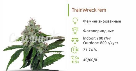 TrainWreck fem (Green House Seeds)