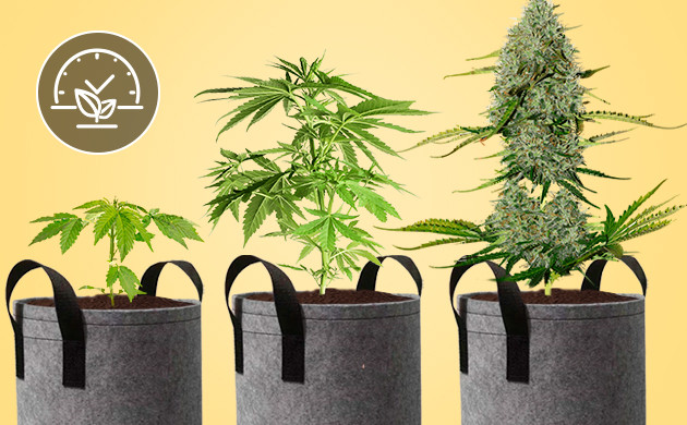 Как выбрать горшок для автоцвета Горшки для автоцветущих сортов конопли