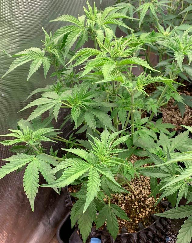 Куст Californian Snow Auto от FastBuds на 4 неделе