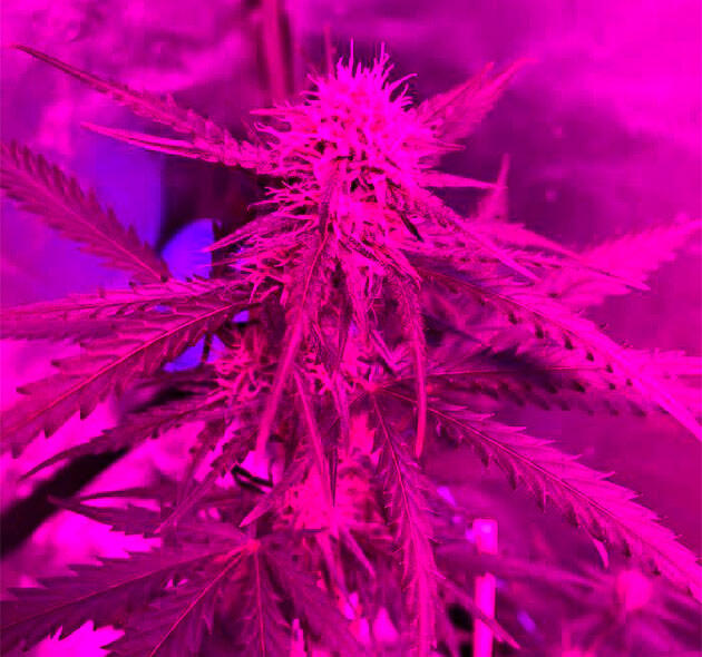 Каннабис на 6 неделе роста