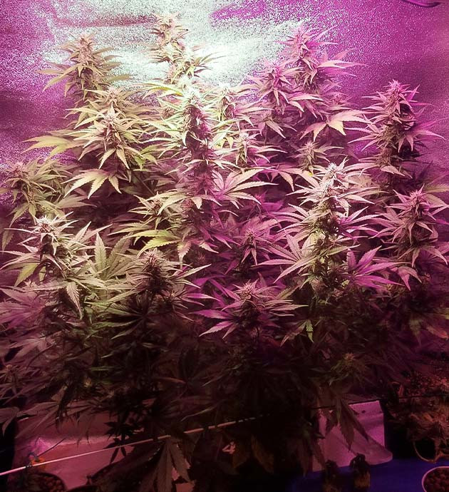 Перевод на цветение куста Purple Juice Auto Стимуляция цветения куста Purple Juice Auto