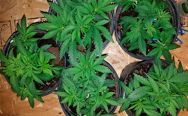 Amherst Sour Diesel кусты каннабиса