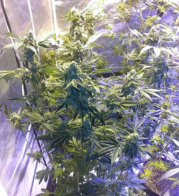 Защита растений от паразитов